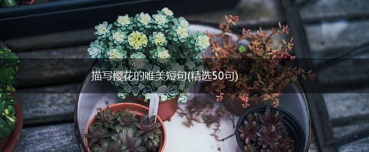 描写樱花的唯美短句(精选50句),第1张