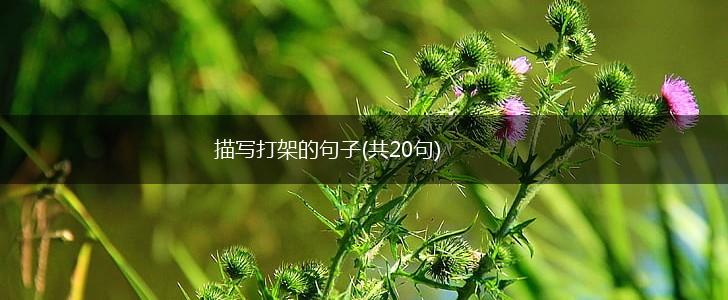 描写打架的句子(共20句),第1张