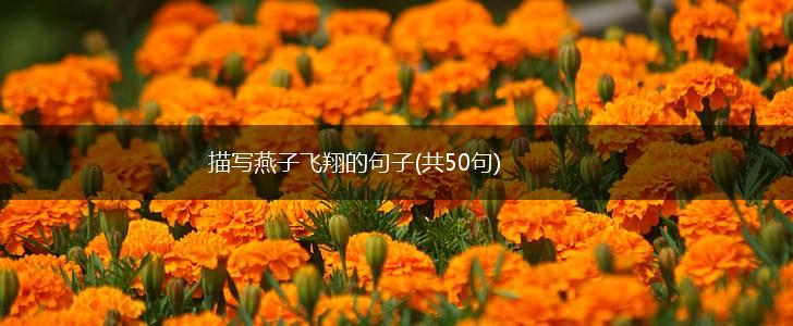 描写燕子飞翔的句子(共50句),第1张
