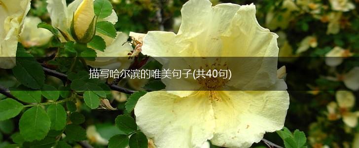 描写哈尔滨的唯美句子(共40句),第1张