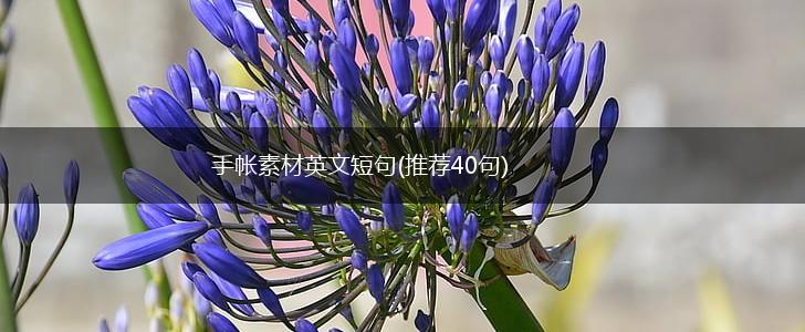 手帐素材英文短句(推荐40句),第1张