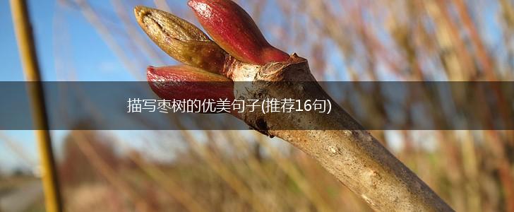 描写枣树的优美句子(推荐16句),第1张