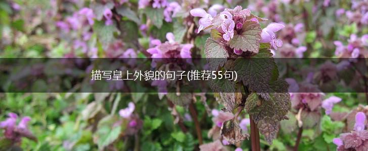 描写皇上外貌的句子(推荐55句),第1张