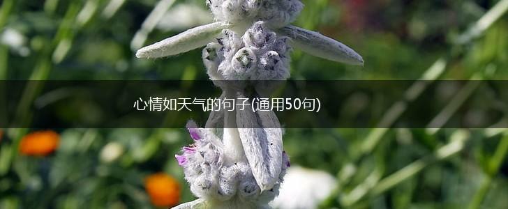 心情如天气的句子(通用50句),第1张
