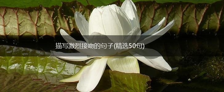 描写激烈接吻的句子(精选50句),第1张