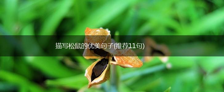 描写松鼠的优美句子(推荐11句),第1张