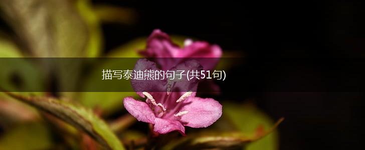 描写泰迪熊的句子(共51句),第1张