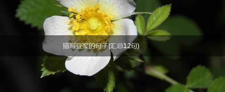 描写豆浆的句子(汇总12句),第1张