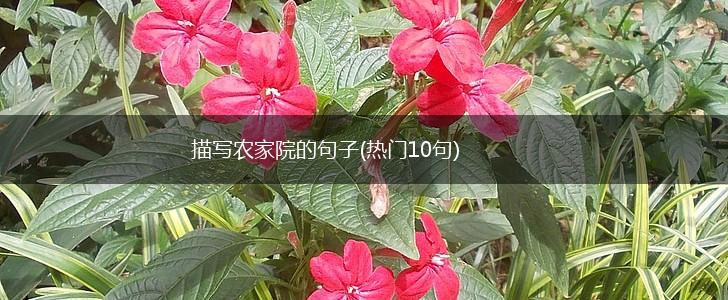 描写农家院的句子(热门10句),第1张