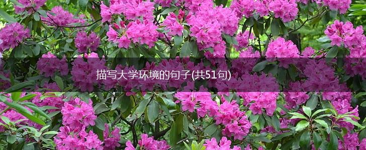 描写大学环境的句子(共51句),第1张