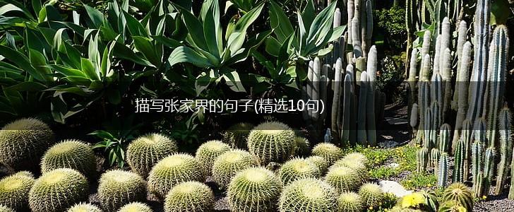 描写张家界的句子(精选10句),第1张