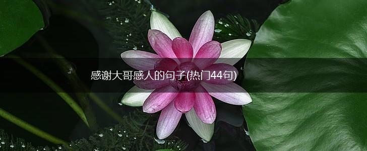 感谢大哥感人的句子(热门44句),第1张