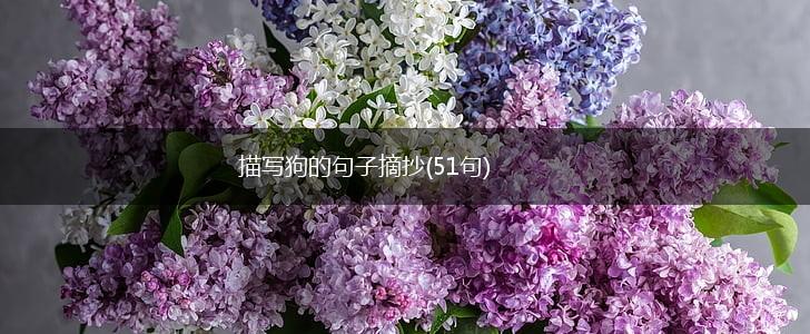 描写狗的句子摘抄(51句),第1张 描写狗的句子摘抄(51句),第1张