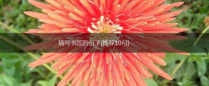 描写书签的句子(推荐10句),第1张