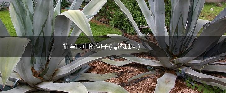 描写围巾的句子(精选11句),第1张