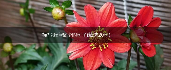 描写街道繁华的句子(精选20句),第1张