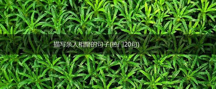 描写亲人相聚的句子(热门20句),第1张