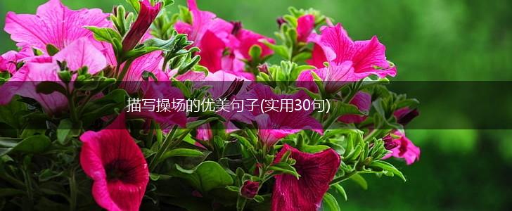 描写操场的优美句子(实用30句),第1张