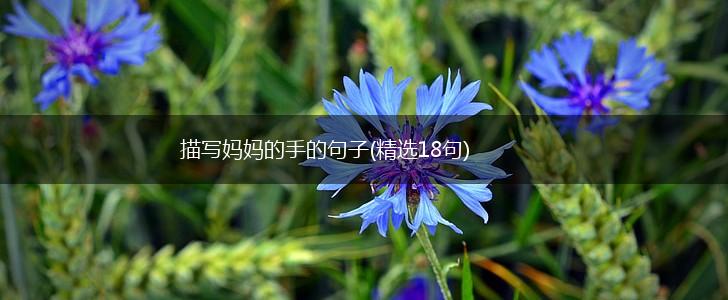 描写妈妈的手的句子(精选18句),第1张