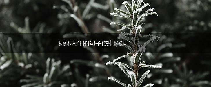 感怀人生的句子(热门40句),第1张
