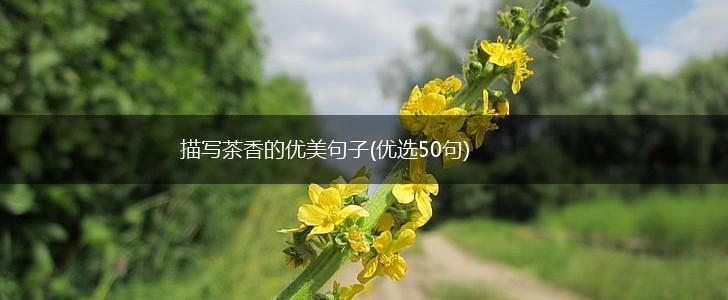 描写茶香的优美句子(优选50句),第1张