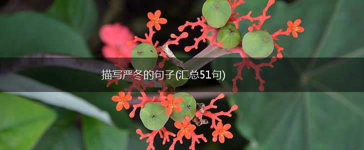 描写严冬的句子(汇总51句),第1张