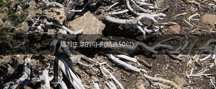 描写生菜的句子(精选50句),第1张