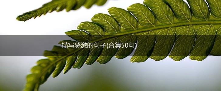 描写感激的句子(合集50句),第1张