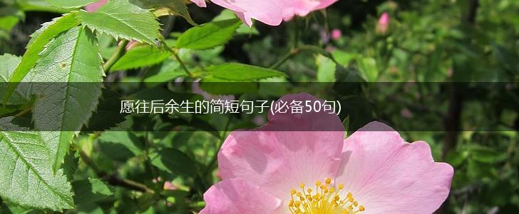 愿往后余生的简短句子(必备50句),第1张