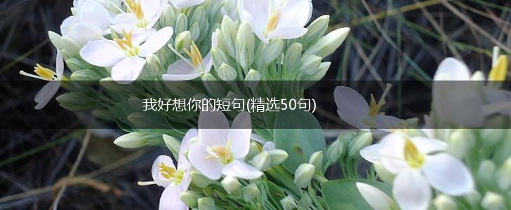 我好想你的短句(精选50句),第1张