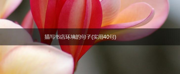 描写书店环境的句子(实用40句),第1张