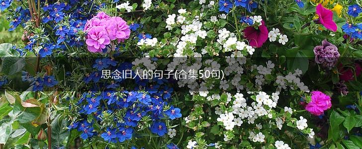 思念旧人的句子(合集50句),第1张