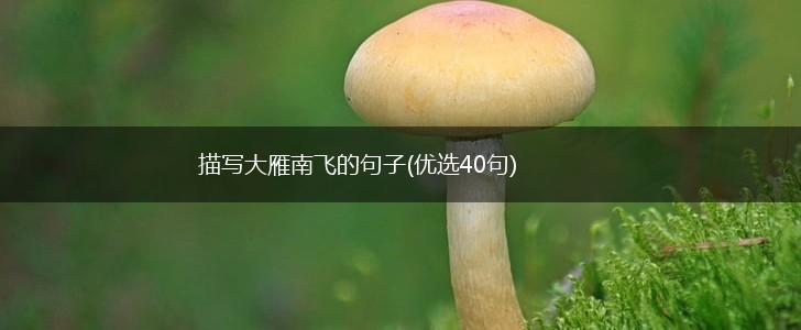 描写大雁南飞的句子(优选40句),第1张