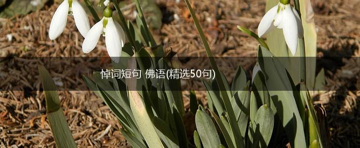 悼词短句 佛语(精选50句),第1张