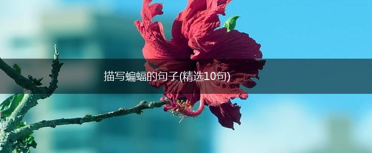描写蝙蝠的句子(精选10句),第1张