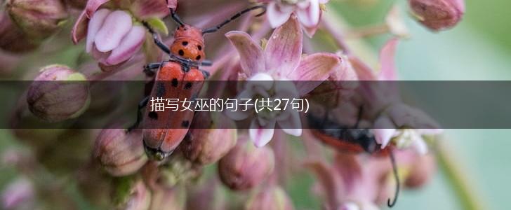 描写女巫的句子(共27句),第1张