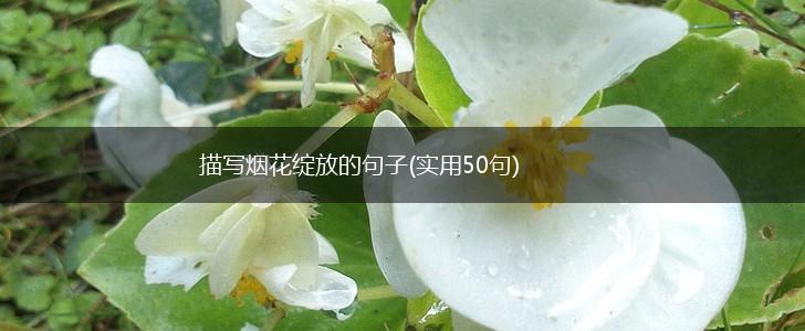 描写烟花绽放的句子(实用50句),第1张