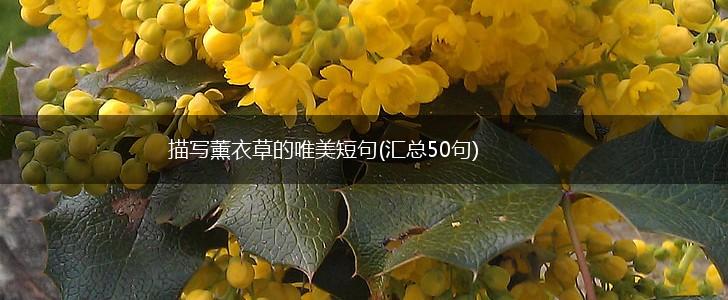 描写薰衣草的唯美短句(汇总50句),第1张