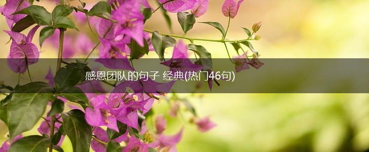 感恩团队的句子 经典(热门46句),第1张 感恩团队的句子 经典(热门46句),第1张