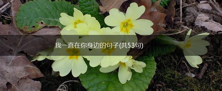 我一直在你身边的句子(共53句),第1张