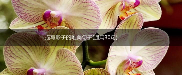 描写影子的唯美句子(通用30句),第1张