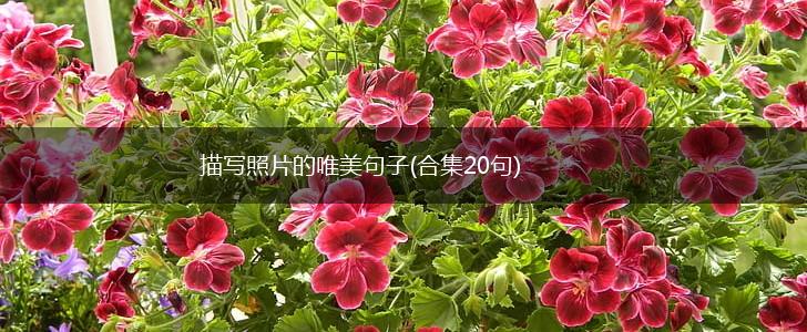 描写照片的唯美句子(合集20句),第1张