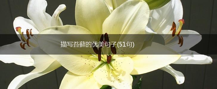 描写苔藓的优美句子(51句),第1张