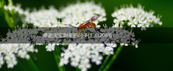 感谢宝宝到来的句子(汇总20句),第1张