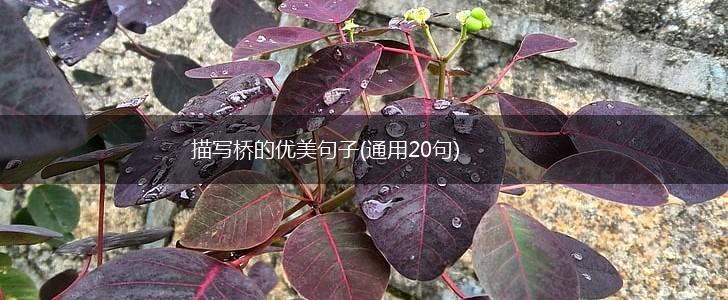 描写桥的优美句子(通用20句),第1张