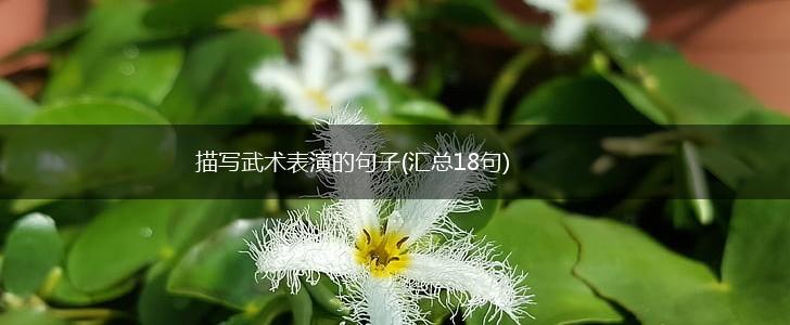描写武术表演的句子(汇总18句),第1张