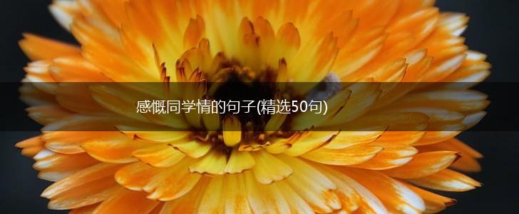 感慨同学情的句子(精选50句),第1张