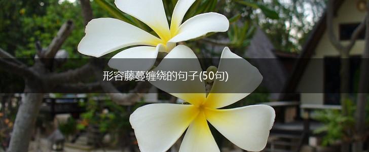 形容藤蔓缠绕的句子(50句),第1张