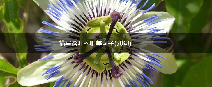 描写落叶的唯美句子(50句),第1张