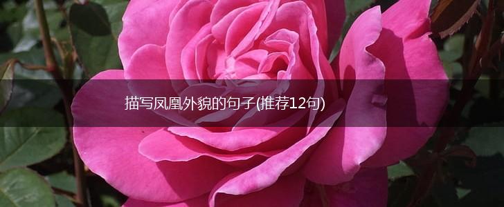 描写凤凰外貌的句子(推荐12句),第1张